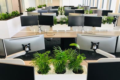 Living green plant office partitions